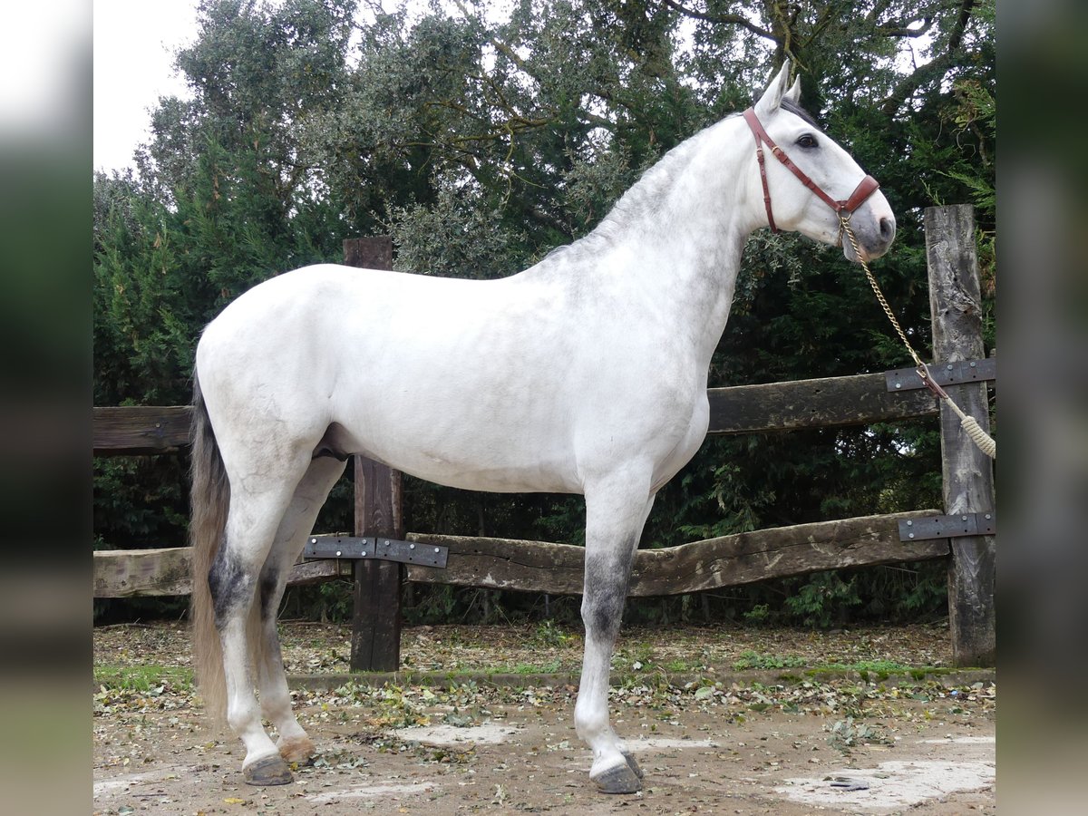 Lusitanos Mestizo Semental 7 años 162 cm Tordo in Bilbao