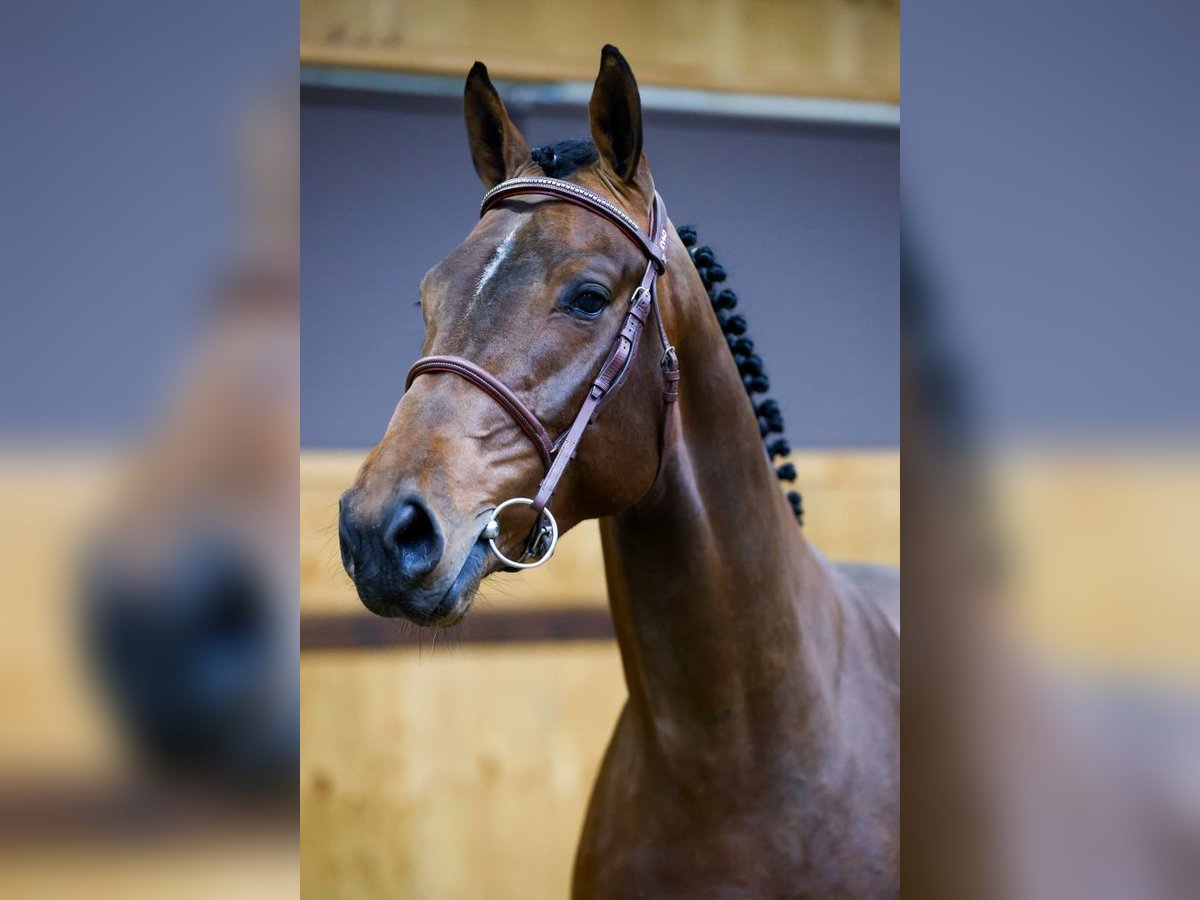 Belgisches Warmblut Hengst 3 Jahre 167 cm Rotbrauner in Kinrooi