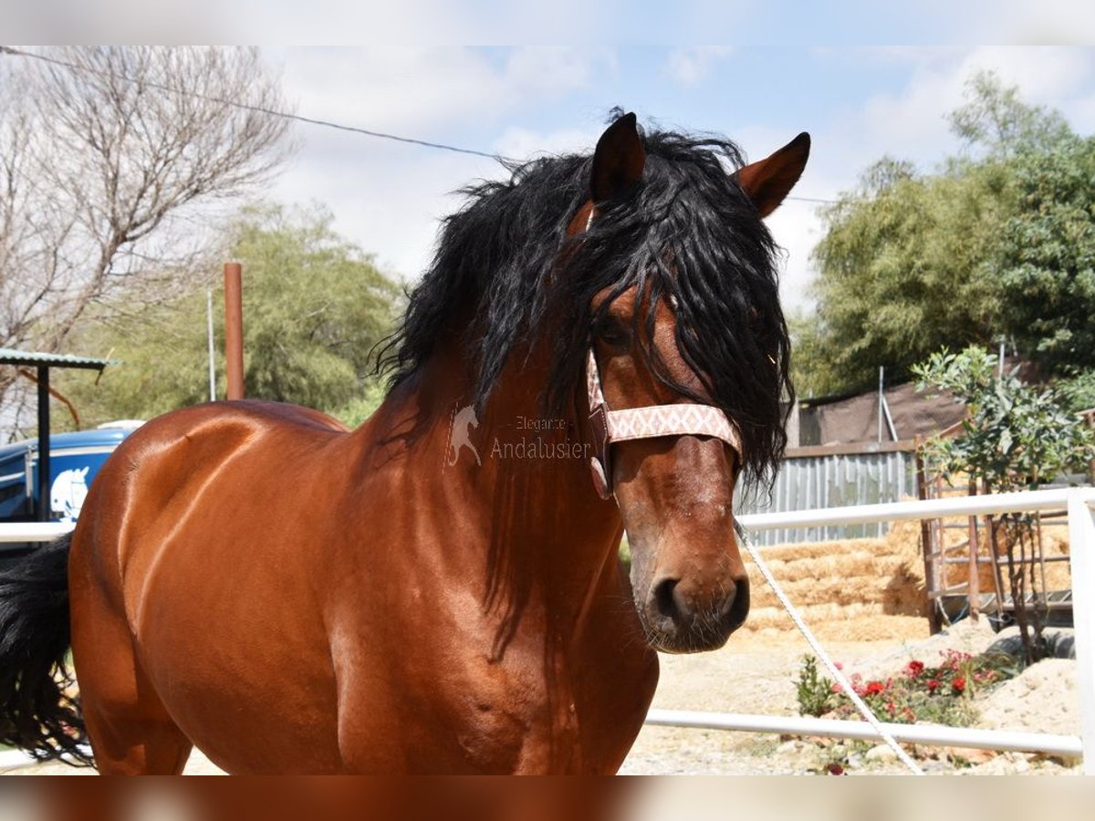 Andaluces Caballo castrado 8 años 165 cm Castaño in Provinz Malaga