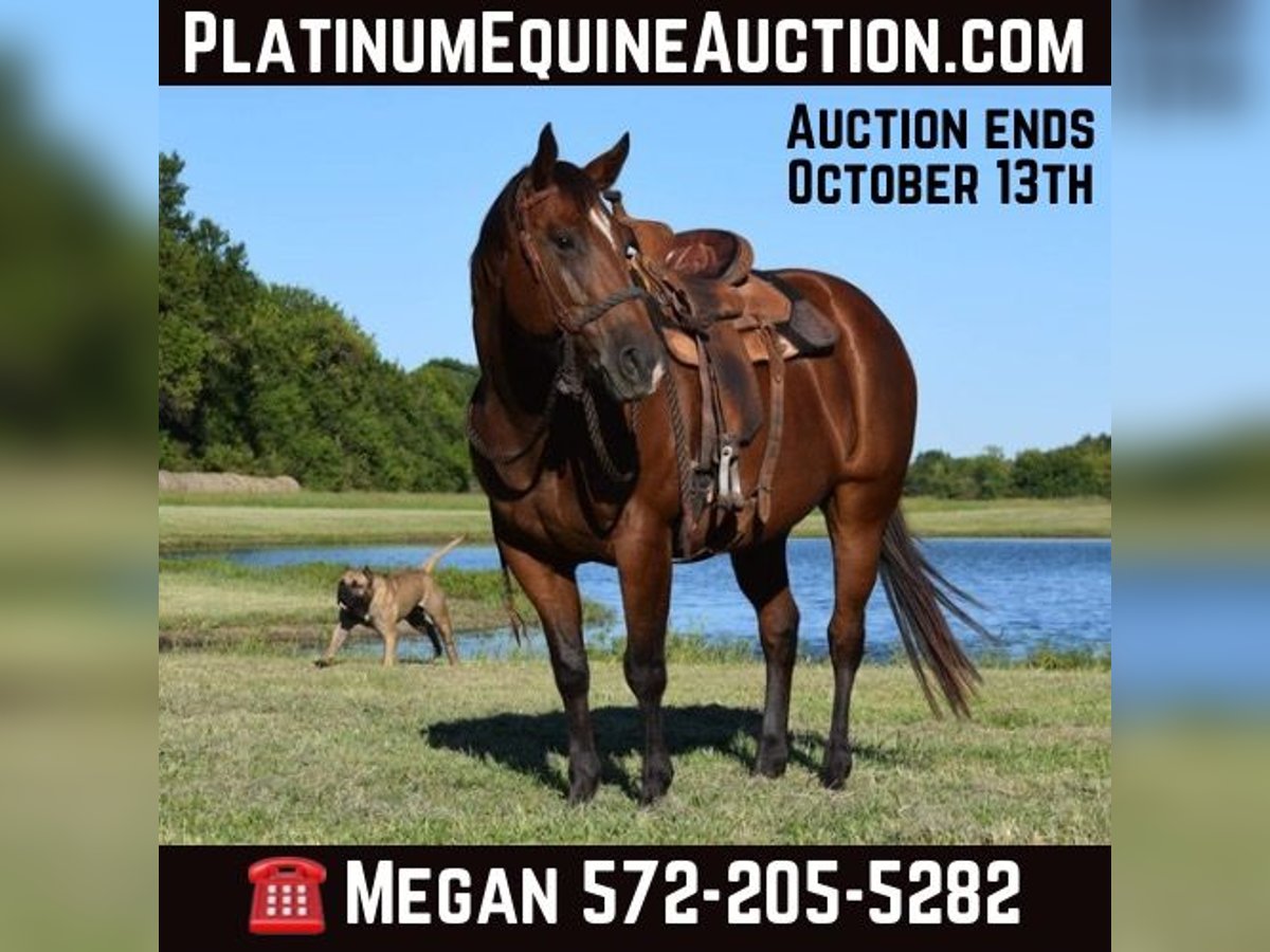 American Quarter Horse Gelding 14 years 15,3 hh Buckskin in