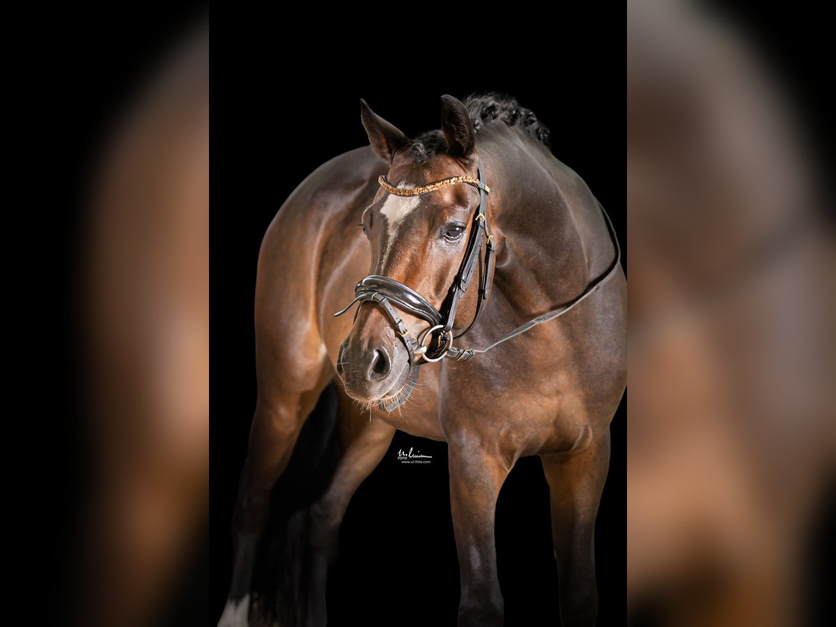 Poney de selle allemand Étalon Bai brun in Bedburg