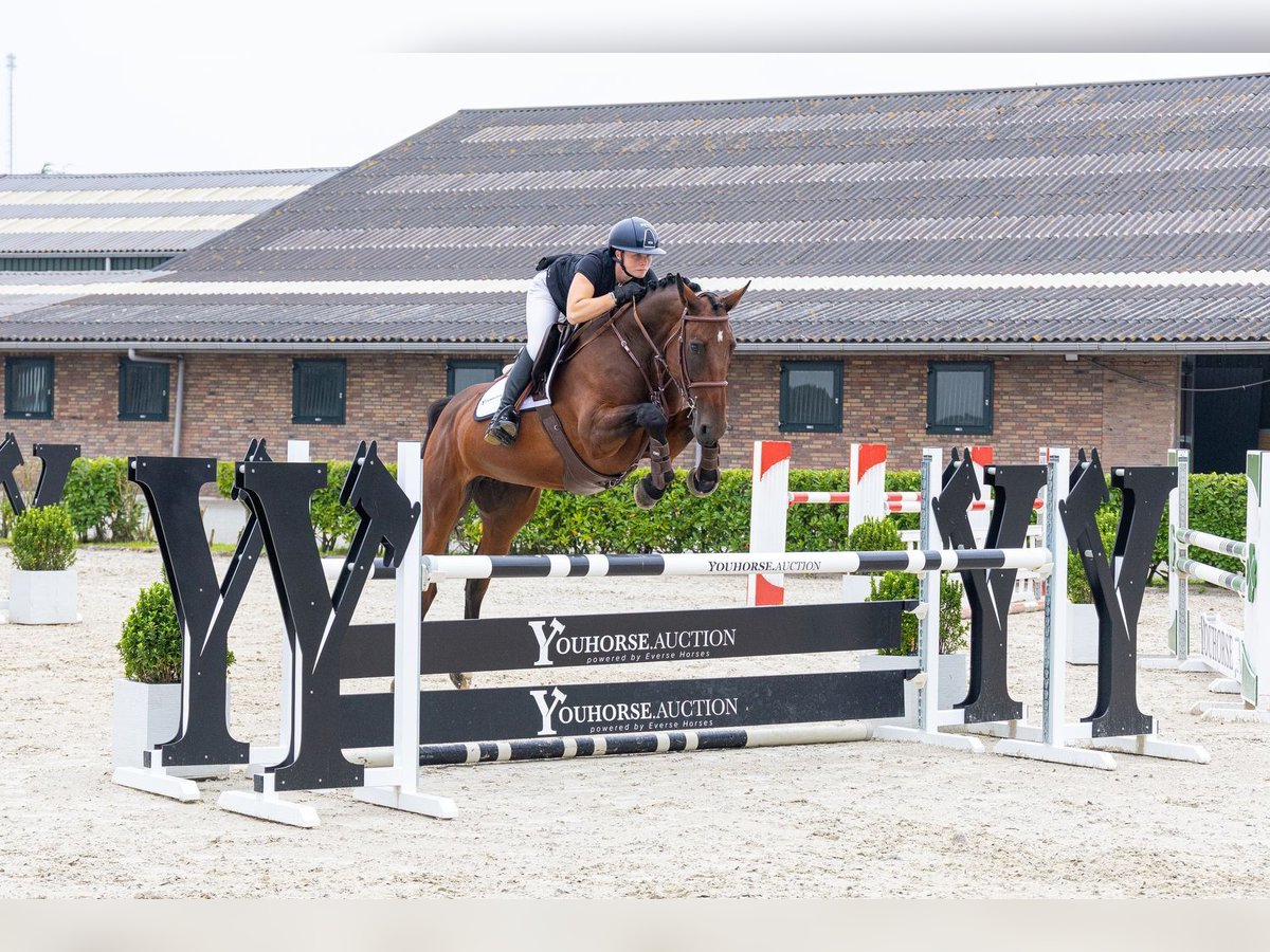 KWPN Mare 5 years 16 hh Brown in Waddinxveen
