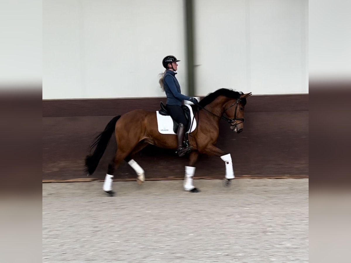 Westphalian Gelding 5 years 16,1 hh Brown in Axel