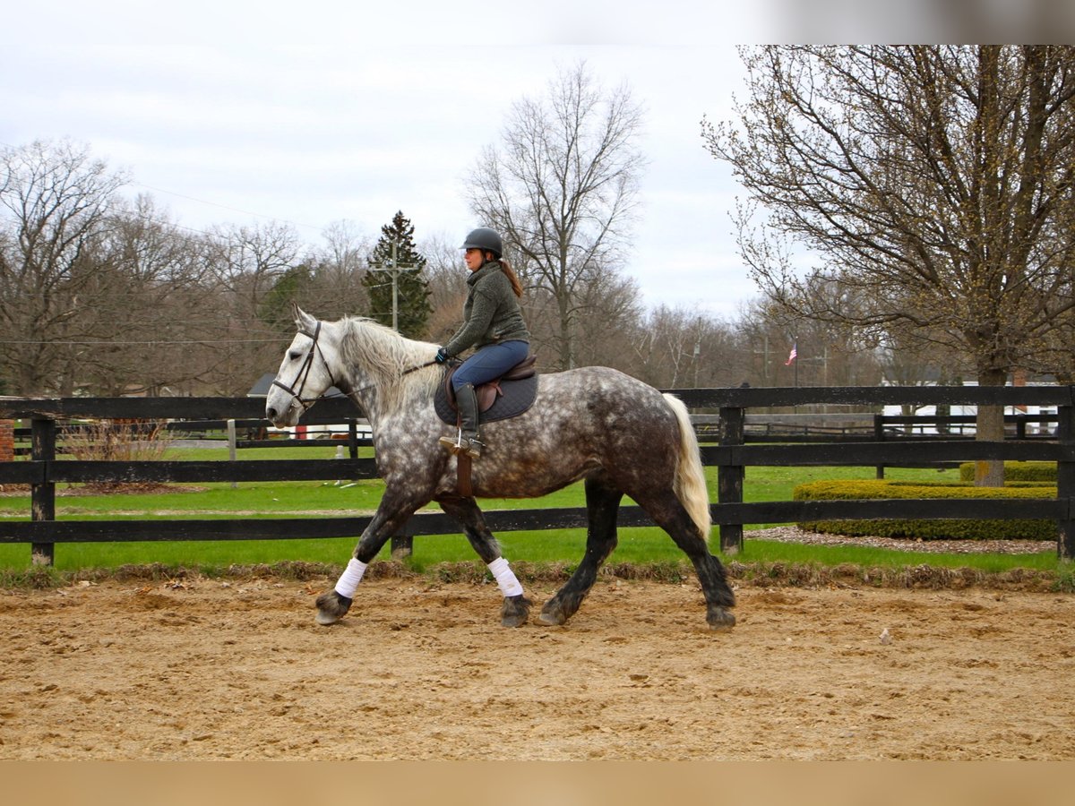 Percheron Hongre 10 Ans 170 cm Gris pommelé in Highland Mi