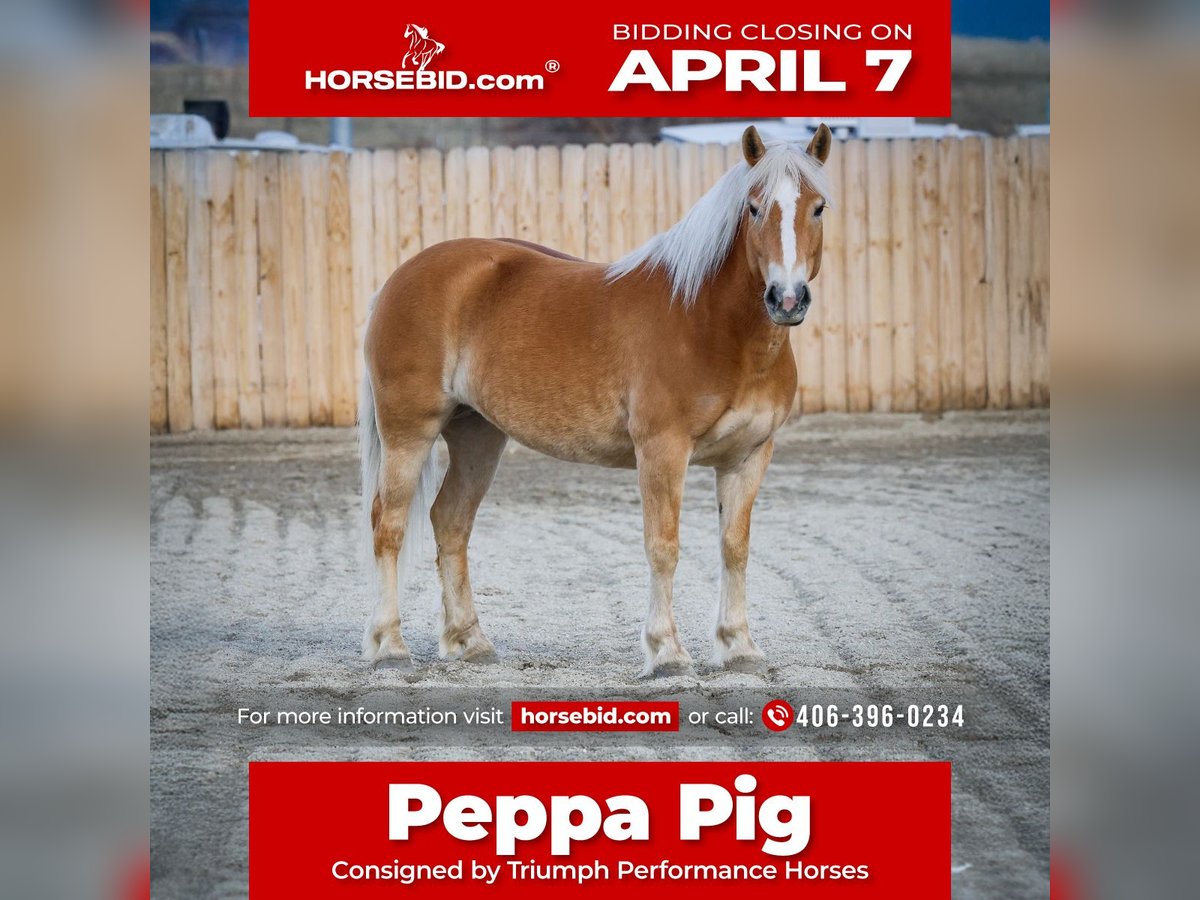 Haflinger Mare 7 years 13,3 hh Chestnut in Hamilton, MT