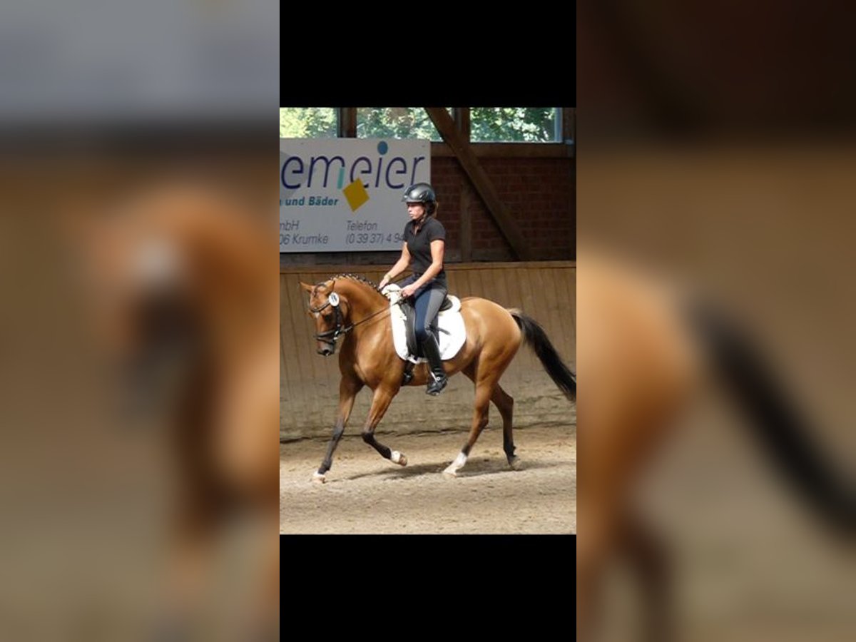 German Riding Pony Mare 11 years 14 hh Dun in Nordenham