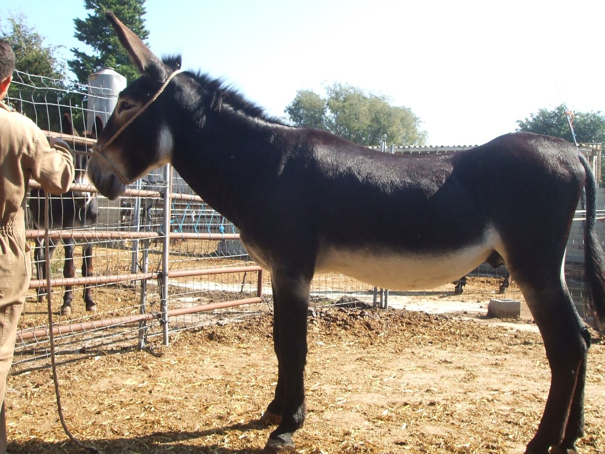 Donkey Stallion 12 years 14,3 hh Black in BERGA, BARCELONA