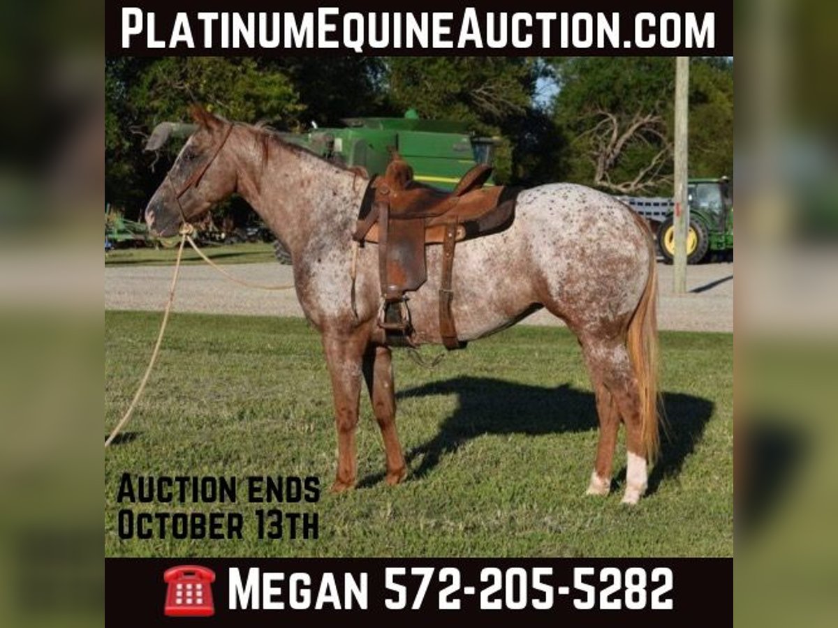 Appaloosa Mare 7 years Roan-Red in Guthrie OK