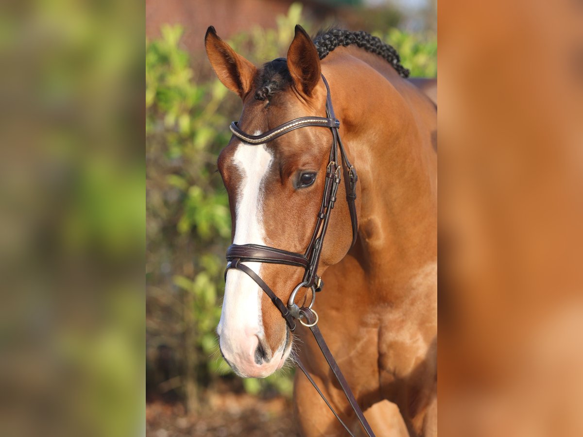 Zangersheider Stallion Brown in Lemwerder