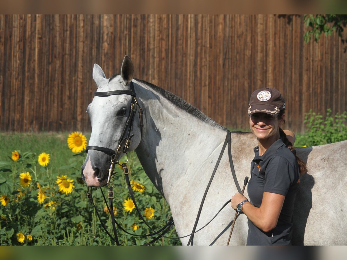 Akhal Teke Gelding 10 years 16 hh Gray Dapple in W rzburg