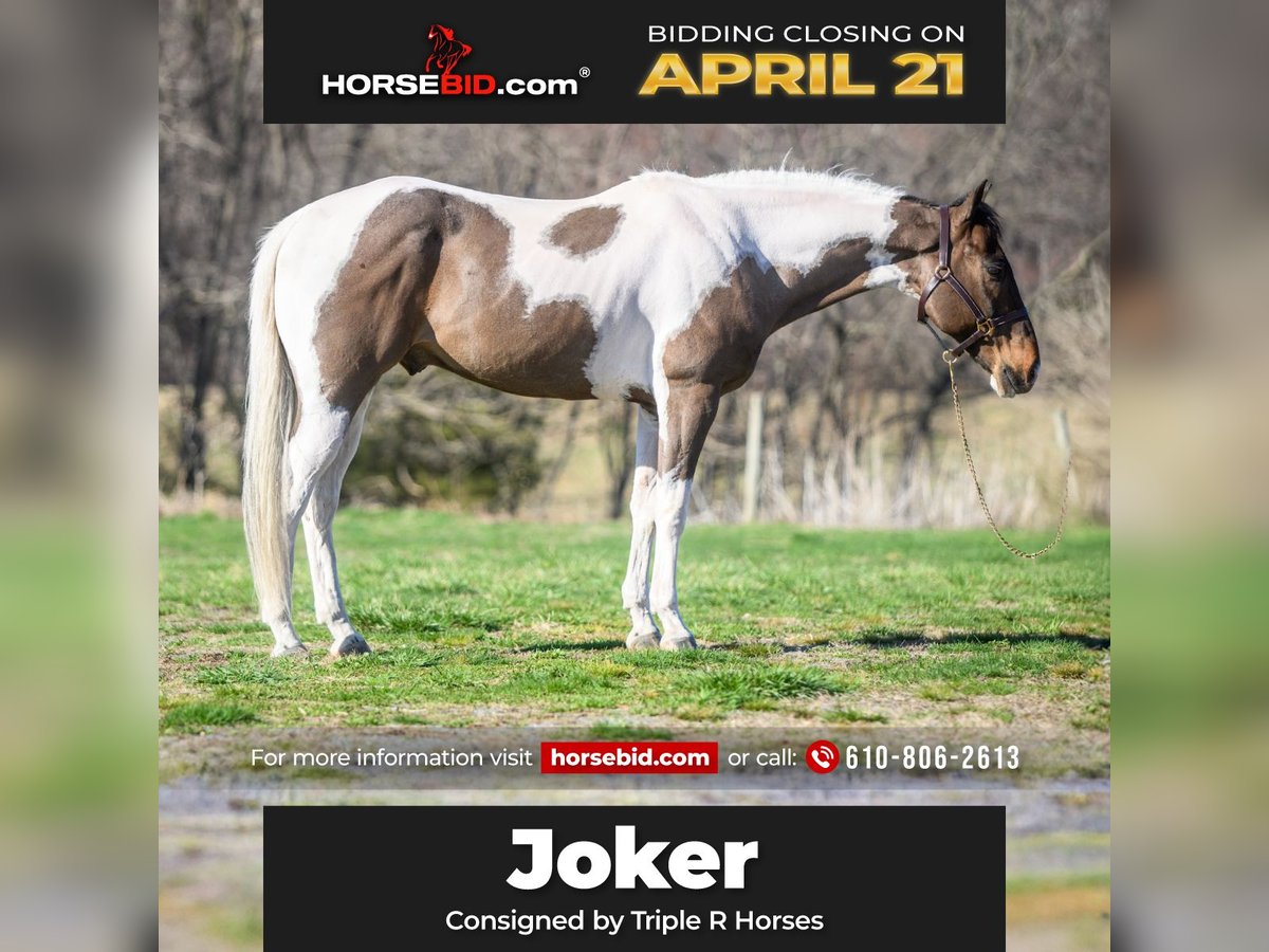 Paint Horse Gelding 9 years 15 hh in New Holland, PA