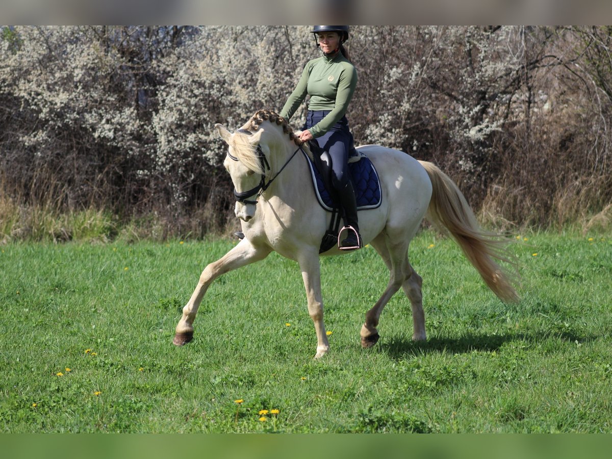 PRE Mix Gelding 8 years 15,2 hh Cremello in Embrun