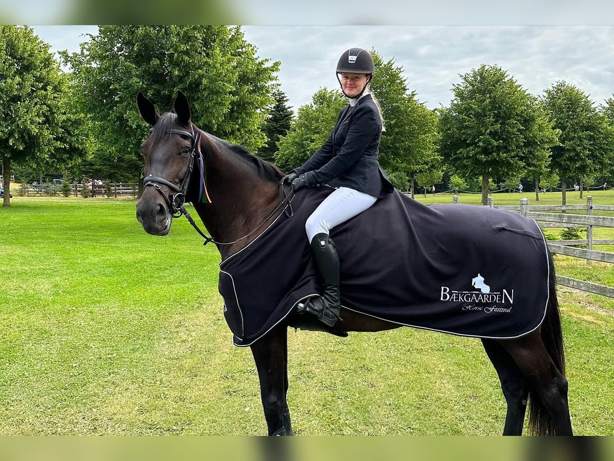 Zangersheider Mare 14 years 16.2 hh Bay-Dark in Tølløse