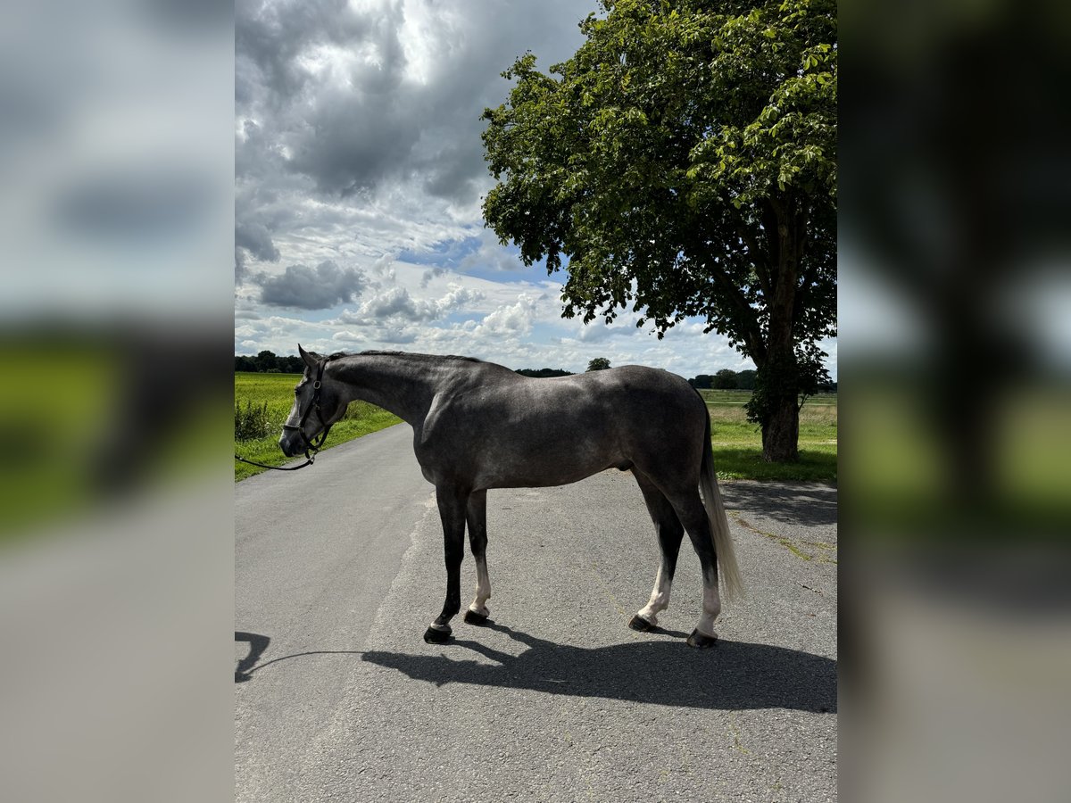 Holstein Gelding 5 years 16,3 hh Gray in Ovelgönne