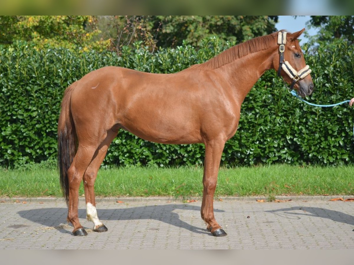 Hanovrien Jument 3 Ans 166 cm Alezan in Selsingen