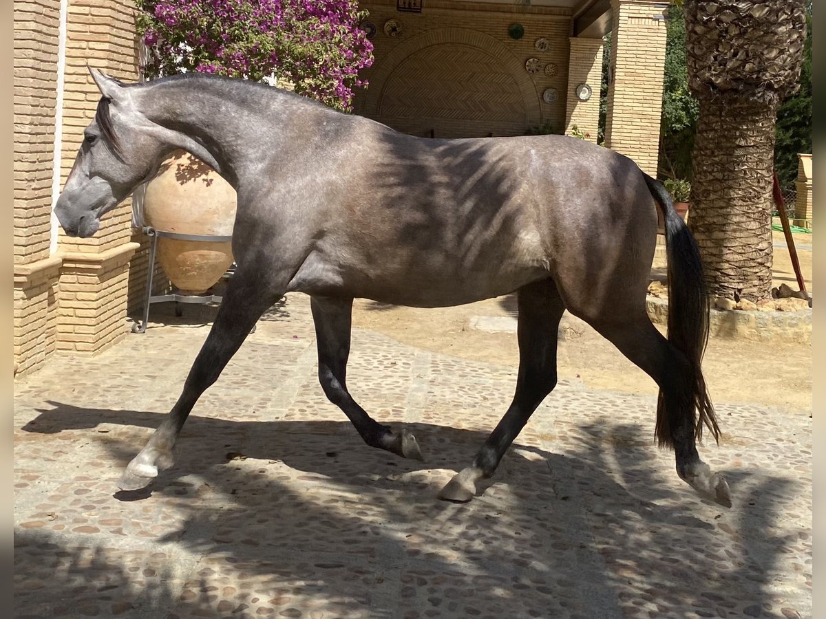 PRE Gelding 5 years 15,3 hh Gray in Fuentes De Andalucia