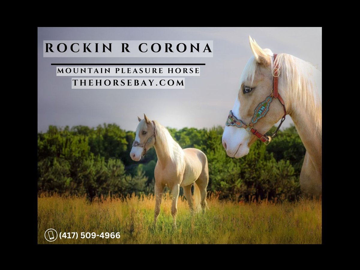Kentucky Mountain Saddle Horse Gelding 6 years 15.1 hh Palomino in
