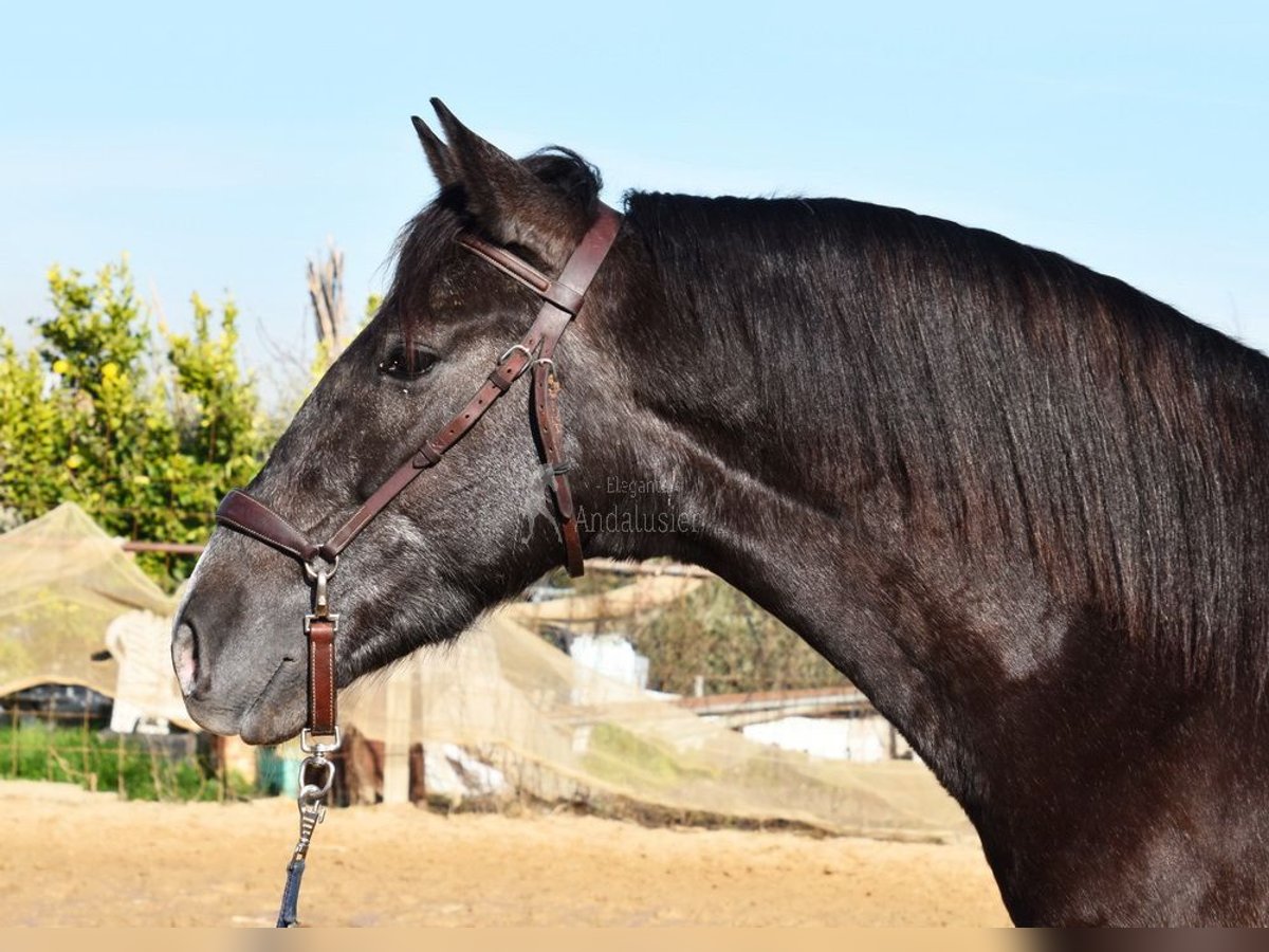 PRE Caballo castrado 4 años 152 cm Tordo in Provinz Granada