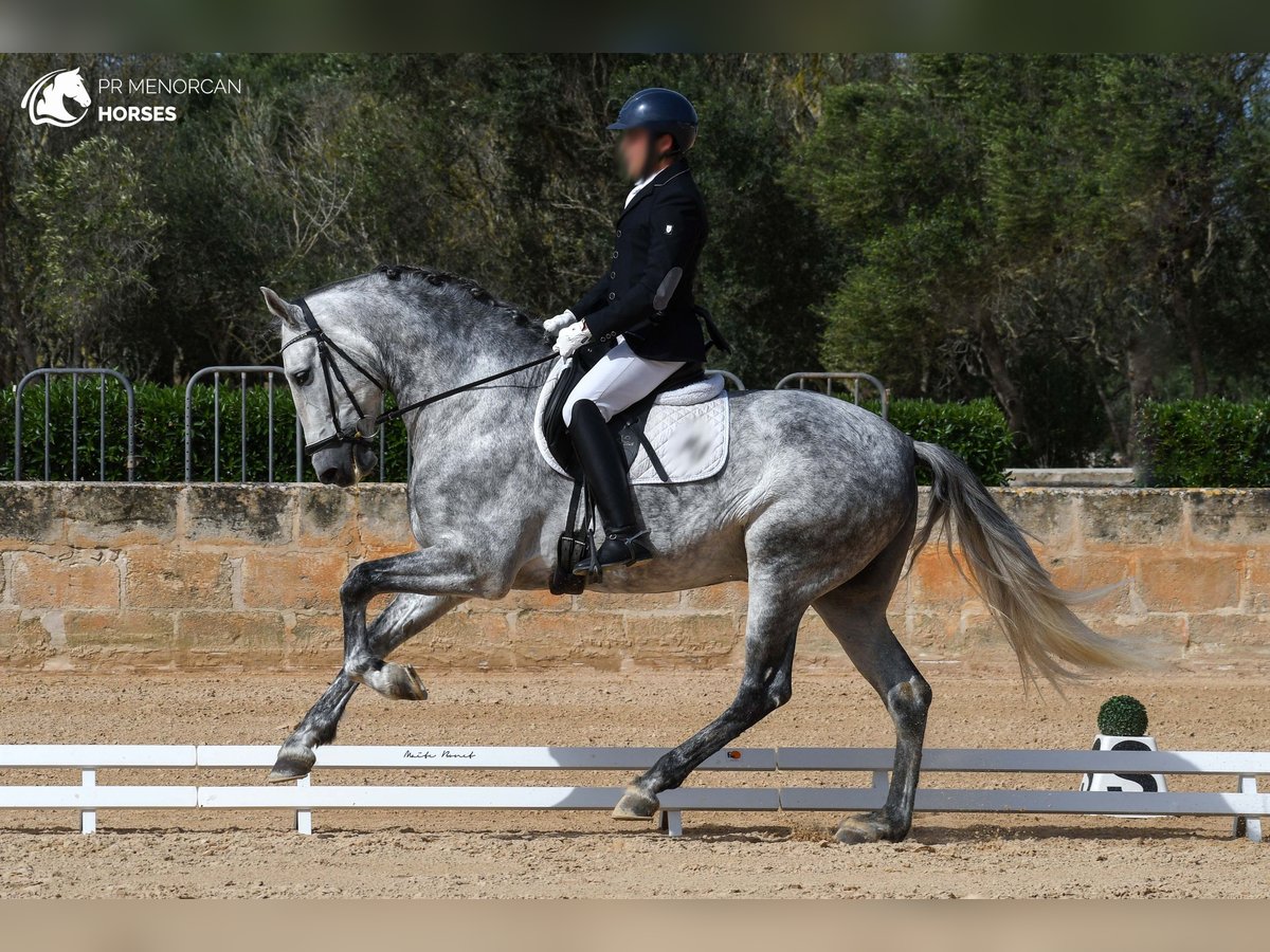 Andalusian Stallion 6 years 16,1 hh Gray in Menorca