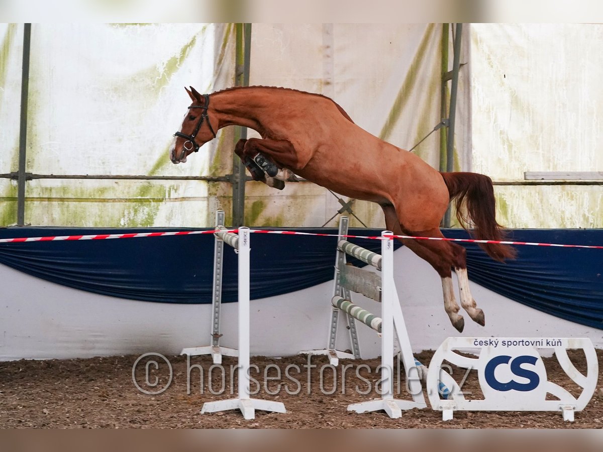 Czech Warmblood Gelding 4 years 16.1 hh Chestnut-Red in Tyn nad