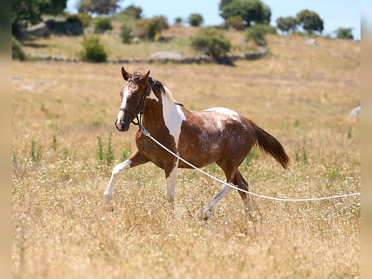 Spanish Sporthorse Mare 2 years 15 2 hh Tobiano all colors in Navalperal De Pinares