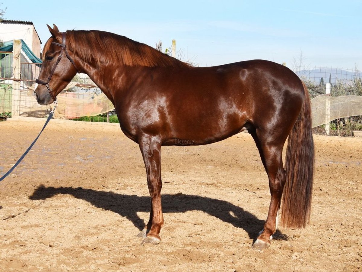 PRE Semental 5 años 162 cm Alazán in Provinz Granada