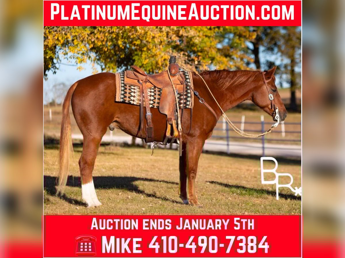 American Quarter Horse Gelding 10 years Chestnut in Mountain