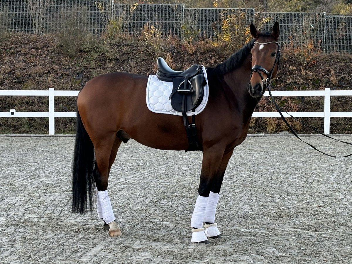 Hanoverian Gelding 8 years 17 hh Brown in Lage