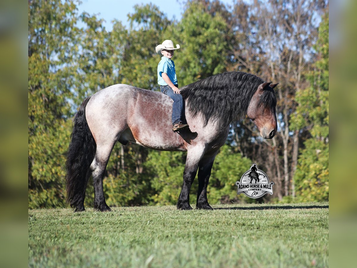 Percheron Gelding 6 years 16 hh Roan-Bay in Mount Vernon, KY