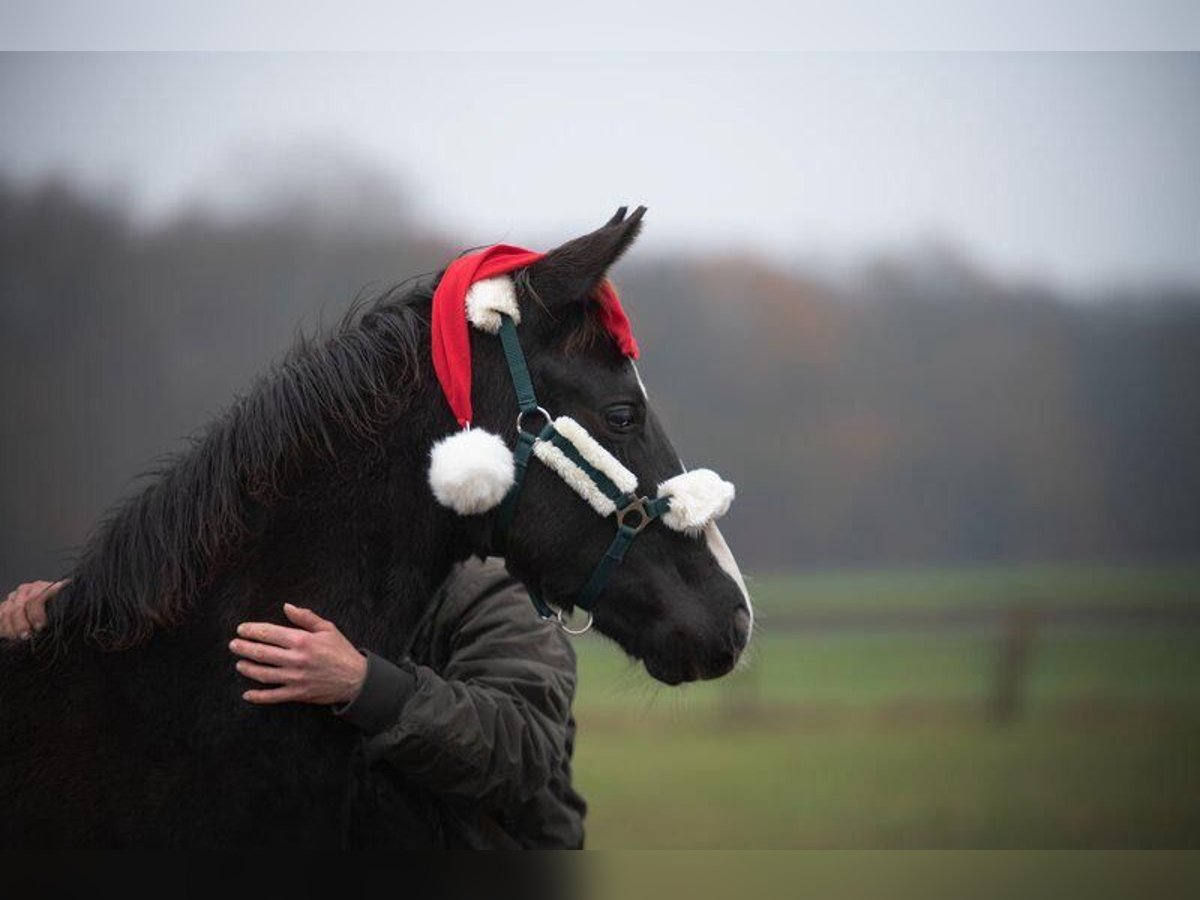 Hanoverian Stallion 1 year Black in Rotenburg (Wümme)