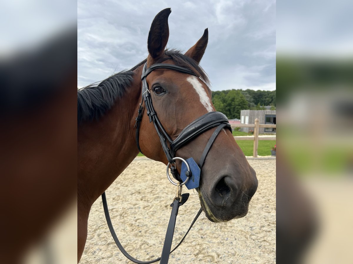 Selle Français Mare 8 years 16,1 hh Brown in Saint-Vérain