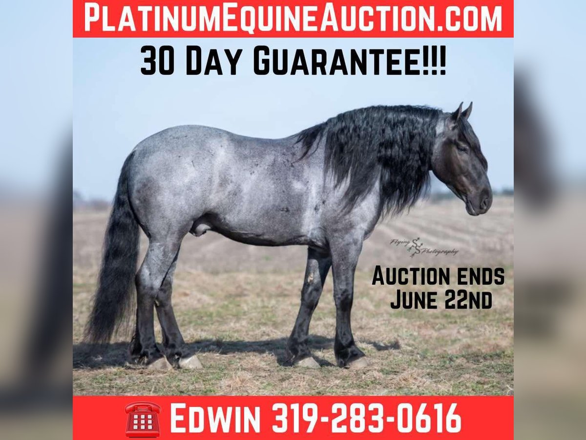 Percheron Gelding 7 years 16.1 hh Roan-Bay in Fairbank IA