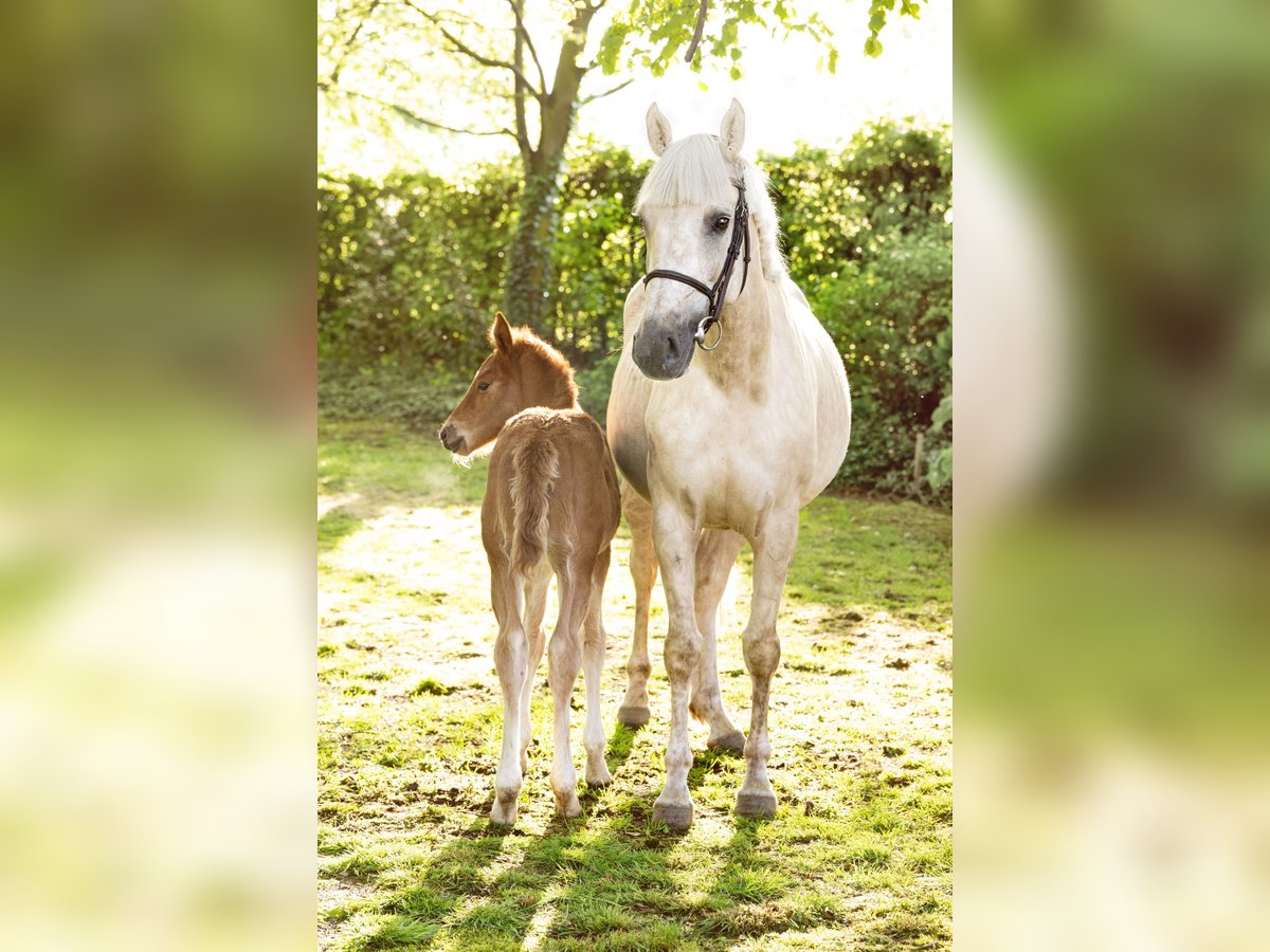 Palomino Mare 4 years 16,1 hh Pearl in Bocholt