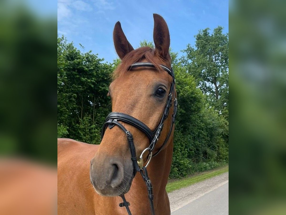 Caballo de deporte alemán Caballo castrado 4 años 164 cm Alazán in Wahlstedt