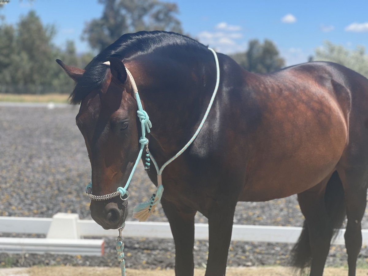 PRE Stallion 7 years 16 hh Brown in Jerez