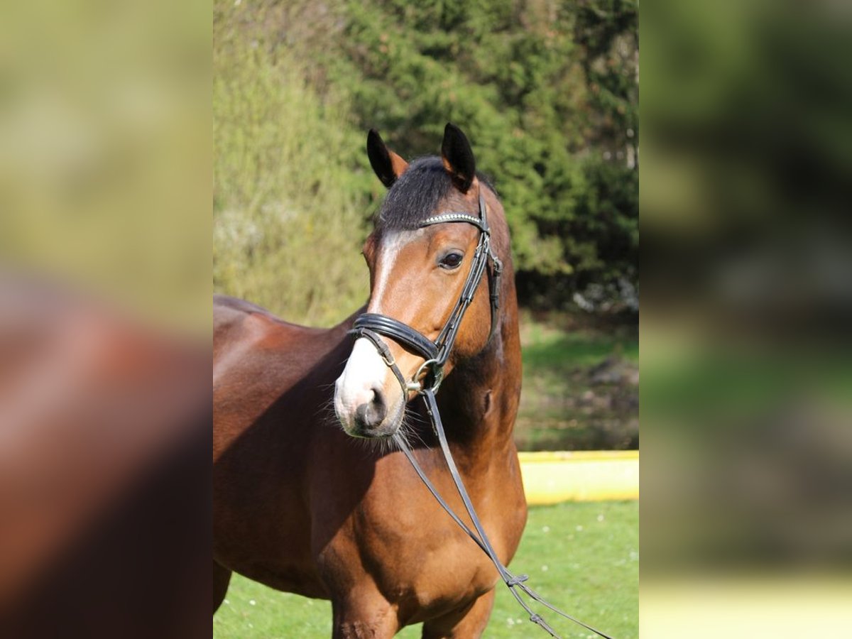 Trakehner Castrone 11 Anni 166 cm Baio in Lüneburg