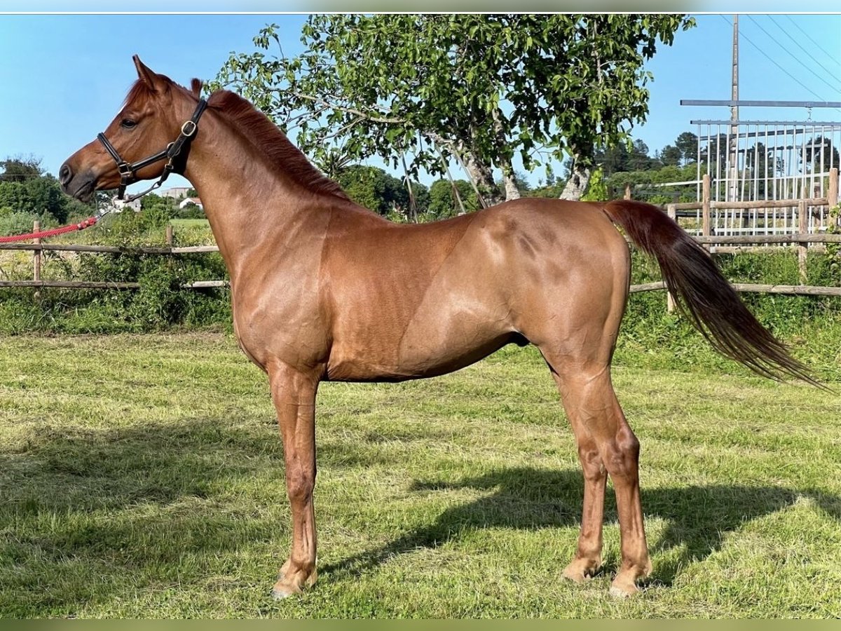 Pura Raza Árabe Caballo castrado 7 años 152 cm Alazán-tostado in Alcobaça