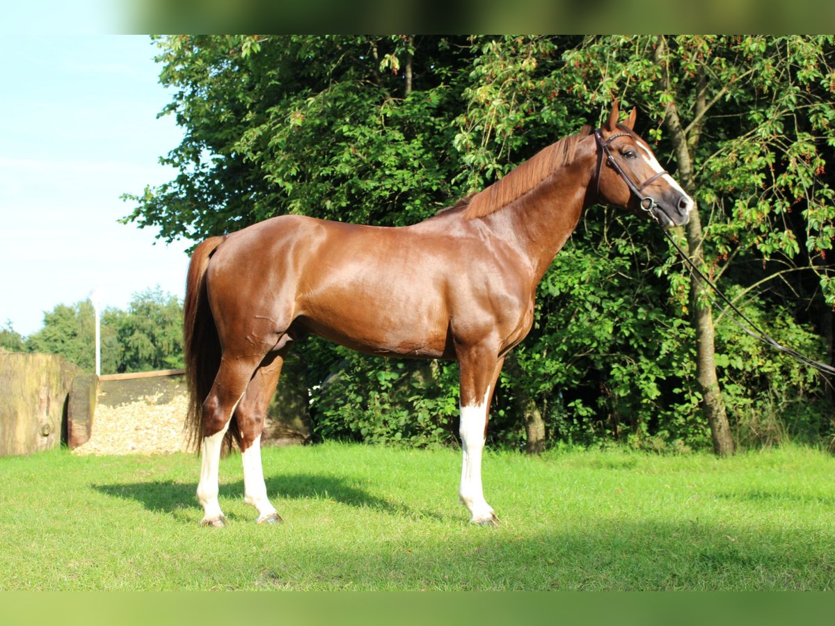 Selle Français Stallion 8 years 16,1 hh Chestnut-Red in Vechta