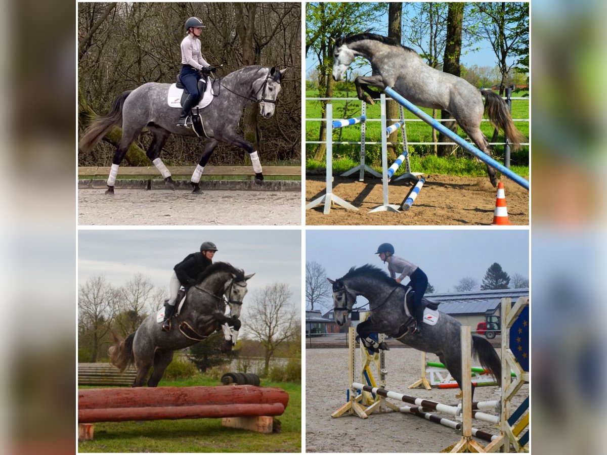 Holstein Gelding 4 years 16,2 hh Gray in Schafflund