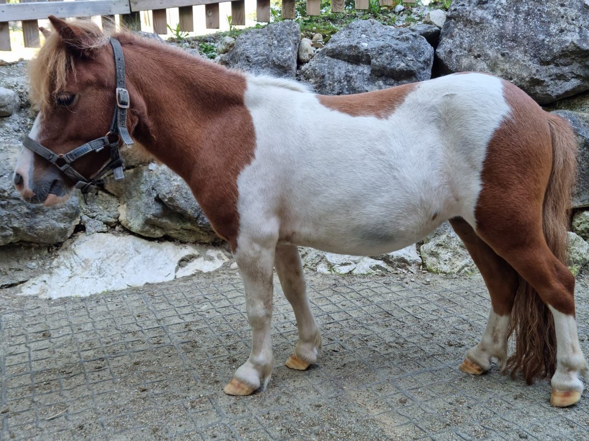 Mini Shetland Pony Mix Mare 4 years 8 1 hh Pinto in Kirchberg bei Mattighofen