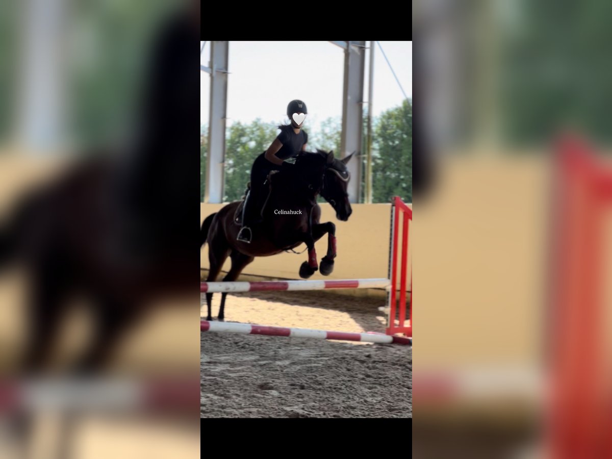  75045 Reiterin sucht Reitbeteiligung