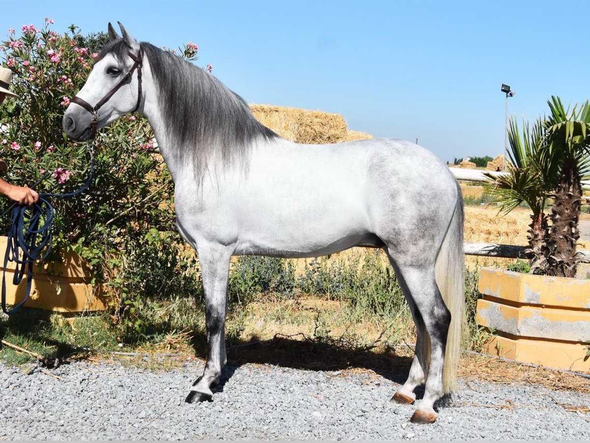 PRE Caballo castrado 6 años 159 cm Tordo in Provinz Granada