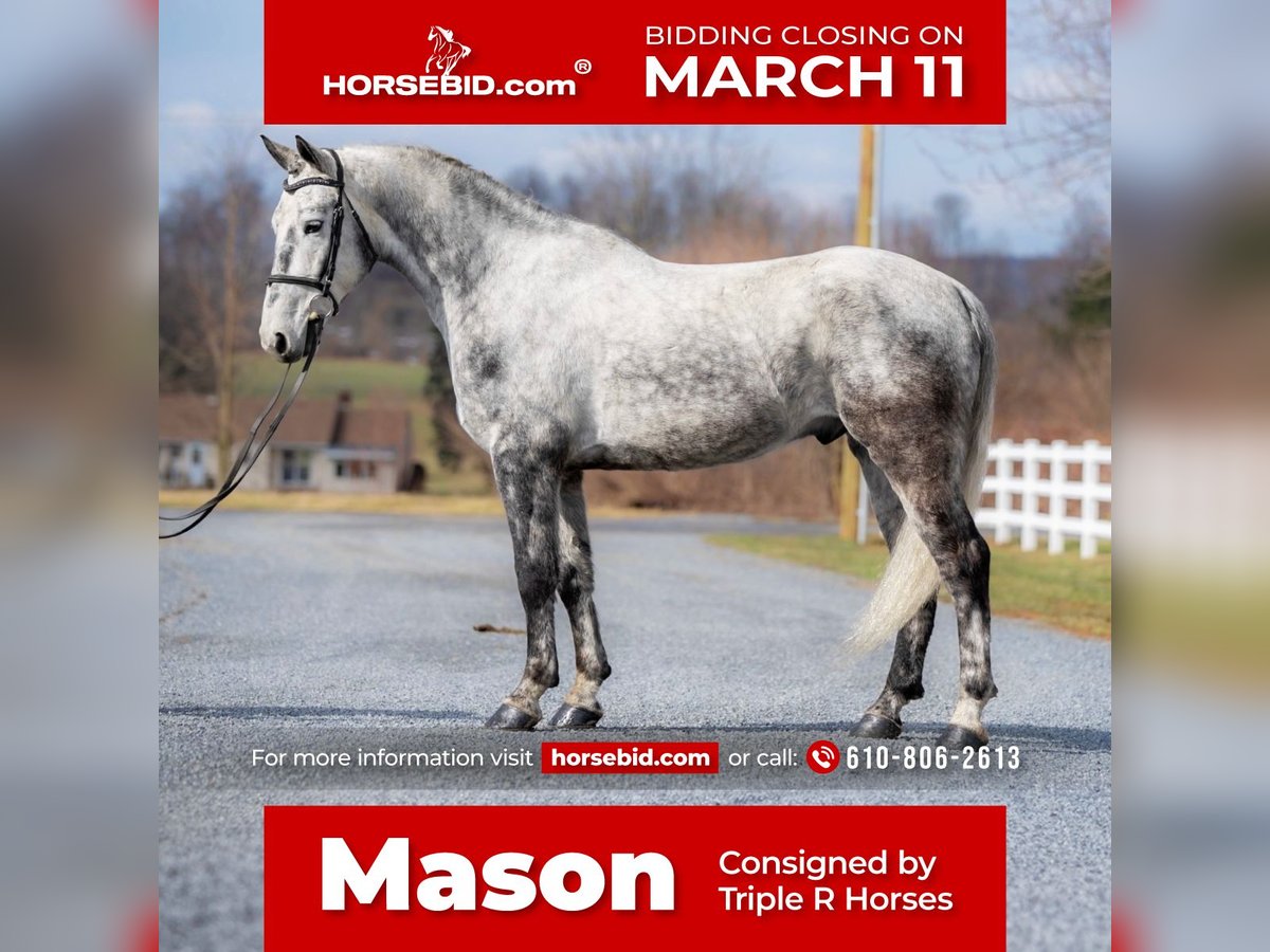 Percheron Mix Gelding 6 years 15,3 hh Gray in Narvon, PA