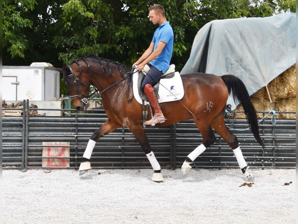 Hispano árabe Caballo castrado 6 años 161 cm Castaño in Provinz Granada