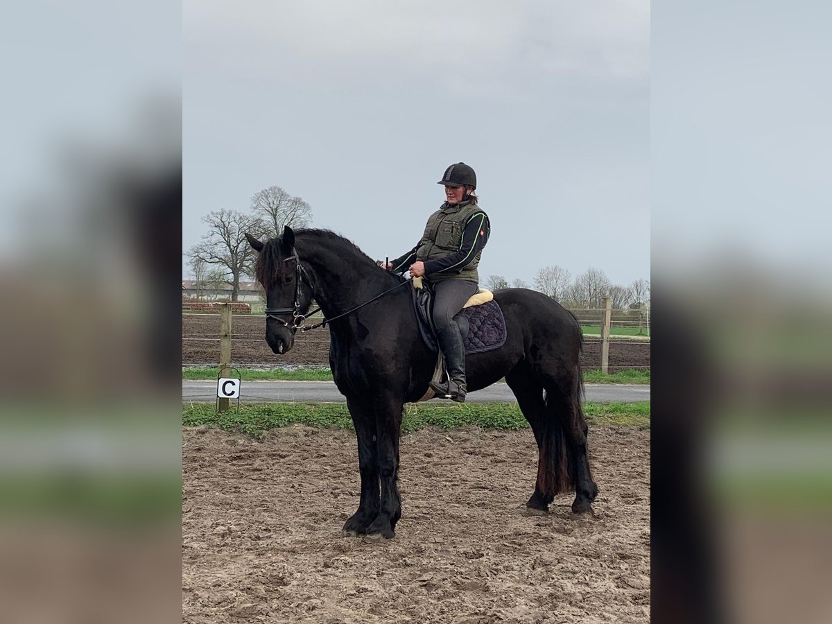 Friesian horses Mare 4 years 15,2 hh Black in Tecklenburg