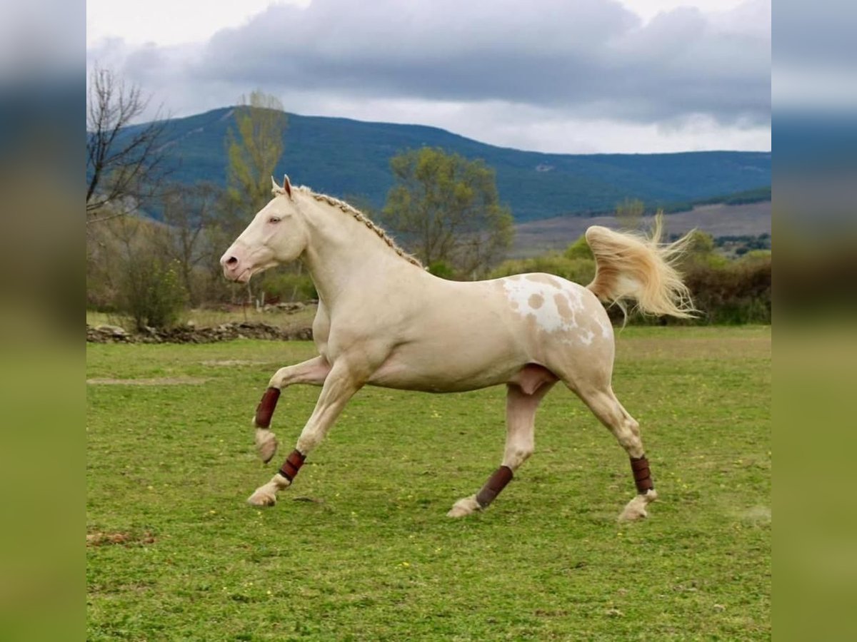 Appaloosa Semental 6 años 164 cm Cremello in Aranjuez