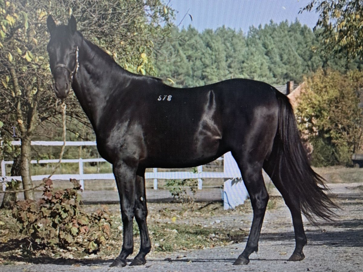 Anglo-Arab Mare 3 years 15,1 hh Black in Sonnefeld