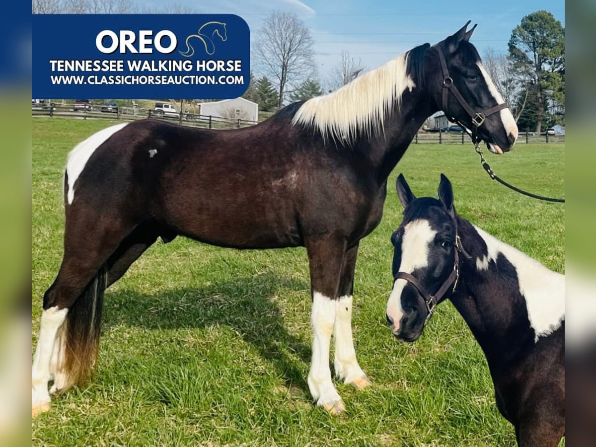 Tennessee walking horse Gelding 7 years 15 hh Tobiano-all