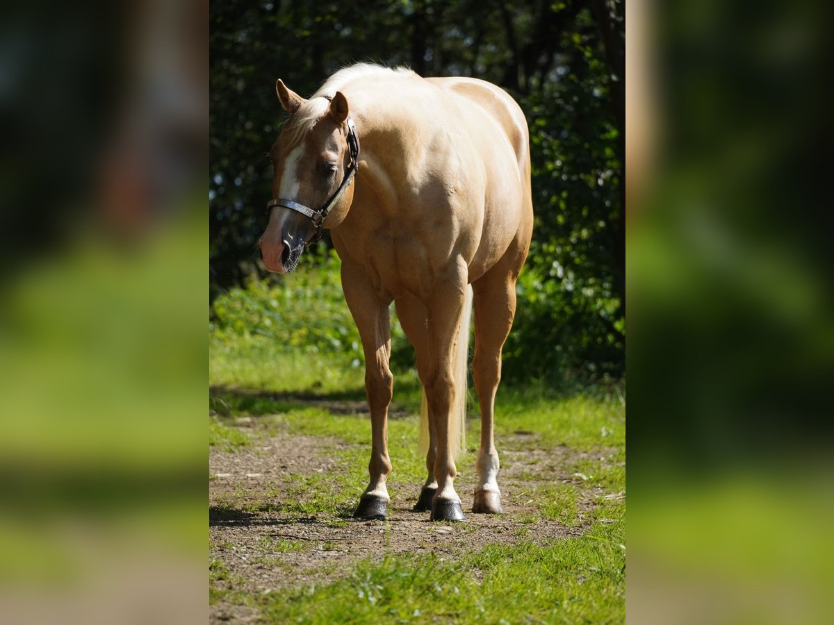 American Quarter Horse Gelding 7 years 14,2 hh Palomino in Nettersheim