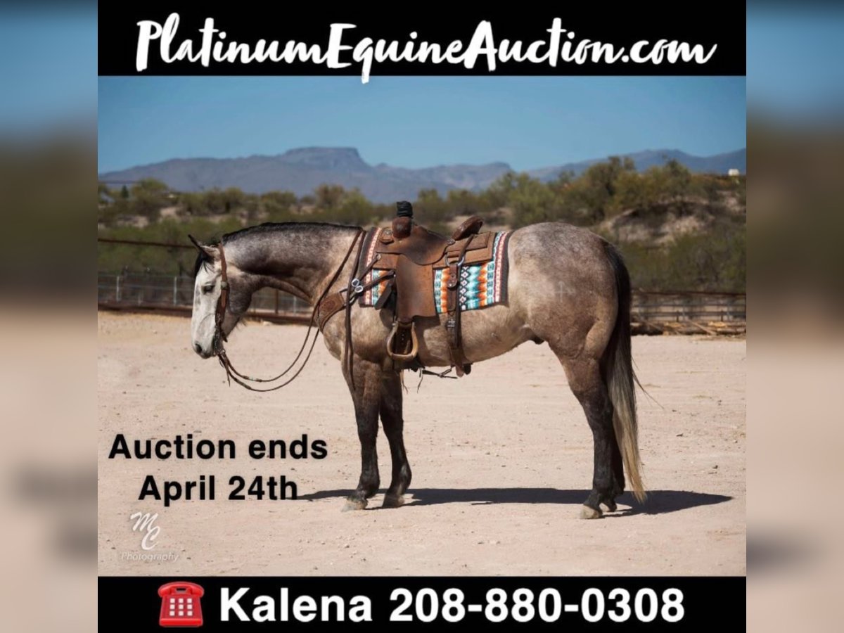 American Quarter Horse Gelding 7 years 15,3 hh Gray in Wendall ID